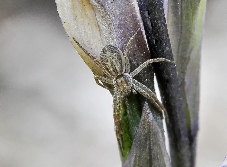 Philodromidae